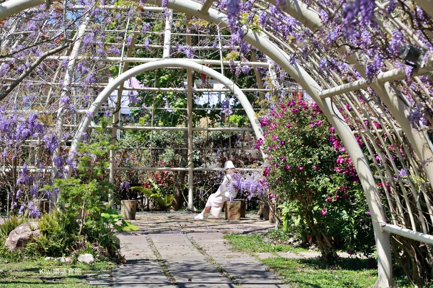 嘉義縣梅山鄉2024嘉義瑞里紫藤花季|漫遊瑞里紫藤花兩日遊行程,跟著嘉義166觀光軸線賞紫藤花廊秘境.咖啡烘焙體驗.竹林