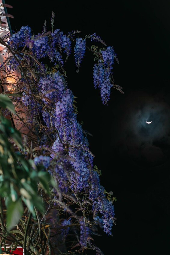 嘉義縣梅山鄉2024嘉義瑞里紫藤花季|漫遊瑞里紫藤花兩日遊行程,跟著嘉義166觀光軸線賞紫藤花廊秘境.咖啡烘焙體驗.竹林