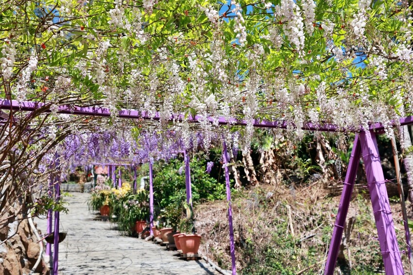 嘉義縣梅山鄉2024嘉義瑞里紫藤花季|漫遊瑞里紫藤花兩日遊行程,跟著嘉義166觀光軸線賞紫藤花廊秘境.咖啡烘焙體驗.竹林