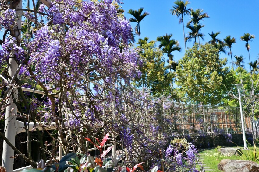 嘉義縣梅山鄉2024嘉義瑞里紫藤花季|漫遊瑞里紫藤花兩日遊行程,跟著嘉義166觀光軸線賞紫藤花廊秘境.咖啡烘焙體驗.竹林