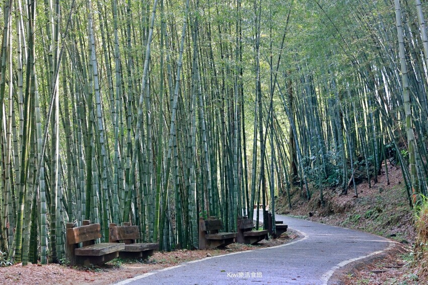 嘉義縣梅山鄉2024嘉義瑞里紫藤花季|漫遊瑞里紫藤花兩日遊行程,跟著嘉義166觀光軸線賞紫藤花廊秘境.咖啡烘焙體驗.竹林