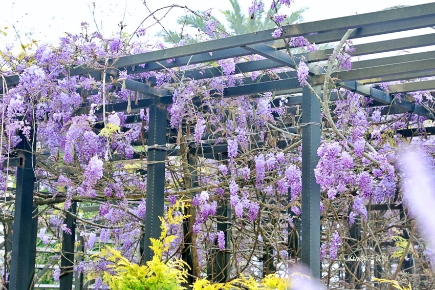 嘉義縣梅山鄉2024嘉義瑞里紫藤花季|漫遊瑞里紫藤花兩日遊行程,跟著嘉義166觀光軸線賞紫藤花廊秘境.咖啡烘焙體驗.竹林