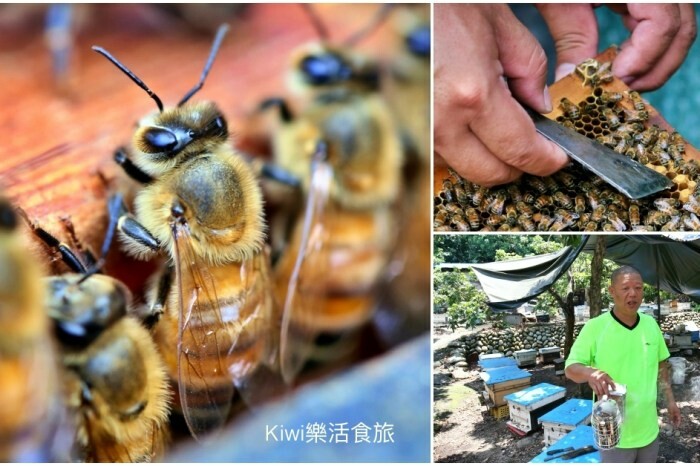 嘉義縣梅山鄉2024嘉義瑞里紫藤花季|漫遊瑞里紫藤花兩日遊行程,跟著嘉義166觀光軸線賞紫藤花廊秘境.咖啡烘焙體驗.竹林