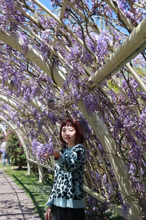 嘉義縣梅山鄉2024嘉義瑞里紫藤花季|漫遊瑞里紫藤花兩日遊行程,跟著嘉義166觀光軸線賞紫藤花廊秘境.咖啡烘焙體驗.竹林