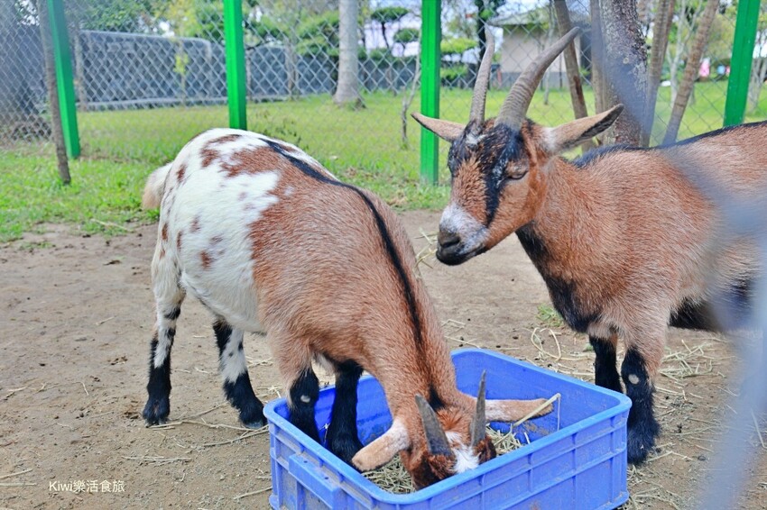 嘉義縣新港鄉嘉義新港香藝文化園區｜最香的網美景點在嘉義！新港香藝現場老師傅製香.香主題文化館.近距離觀賞可愛動物羊