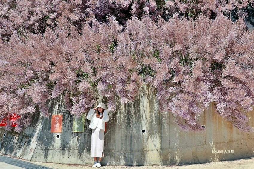 嘉義縣梅山鄉2024嘉義瑞里紫藤花季|漫遊瑞里紫藤花兩日遊行程,跟著嘉義166觀光軸線賞紫藤花廊秘境.咖啡烘焙體驗.竹林