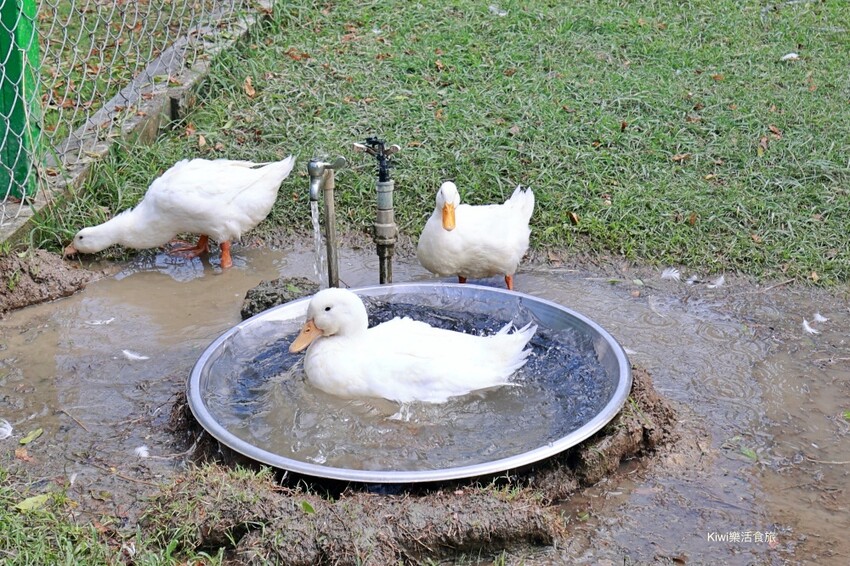 嘉義縣新港鄉嘉義新港香藝文化園區｜最香的網美景點在嘉義！新港香藝現場老師傅製香.香主題文化館.近距離觀賞可愛動物羊