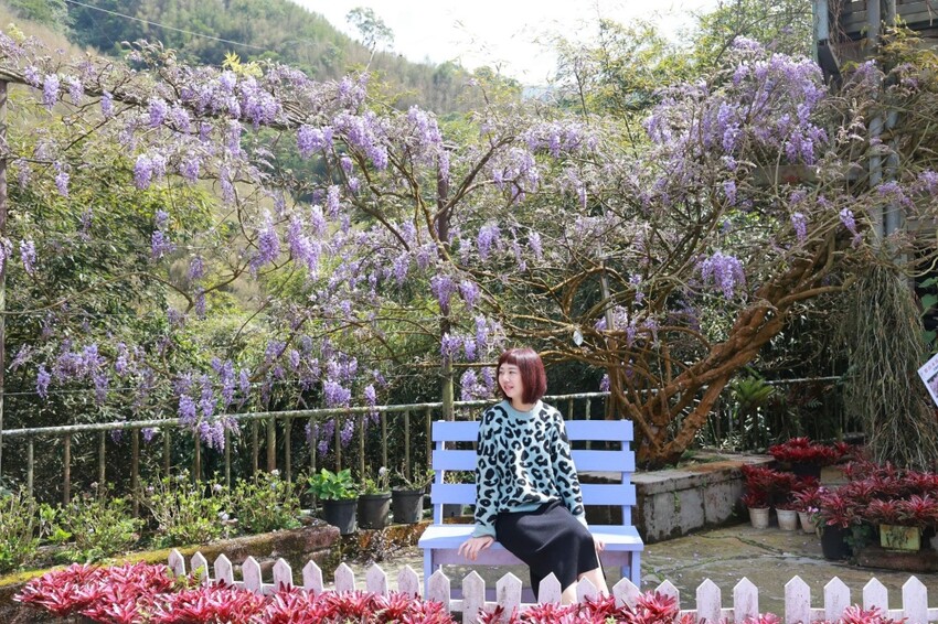 嘉義縣梅山鄉2024嘉義瑞里紫藤花季|漫遊瑞里紫藤花兩日遊行程,跟著嘉義166觀光軸線賞紫藤花廊秘境.咖啡烘焙體驗.竹林