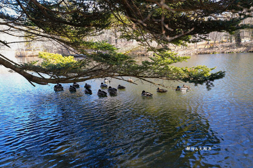 東京旅遊 ❙ 雲場池,輕井澤三大名所,賞紅葉、浪漫雪景,日本