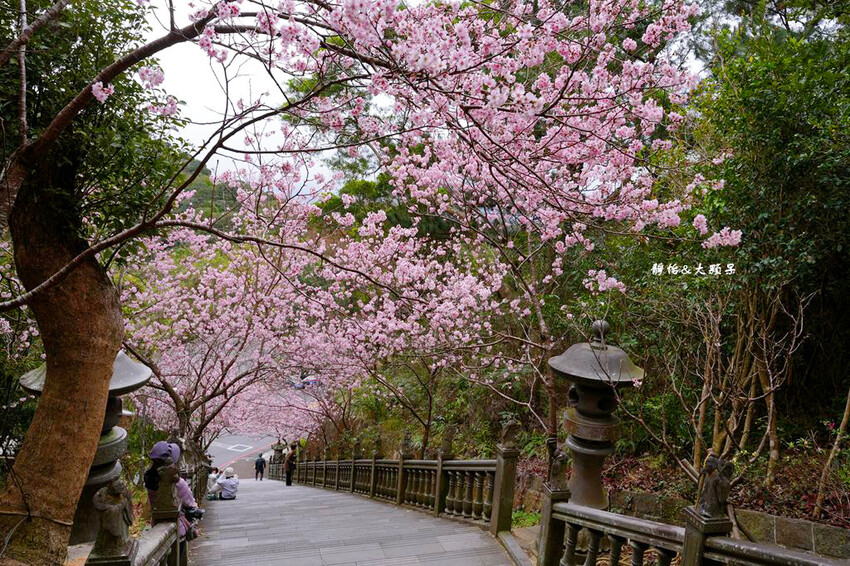 內湖草莓季 ❙ 黃文成草莓園、碧山巖觀景平台與櫻花隧道，內湖