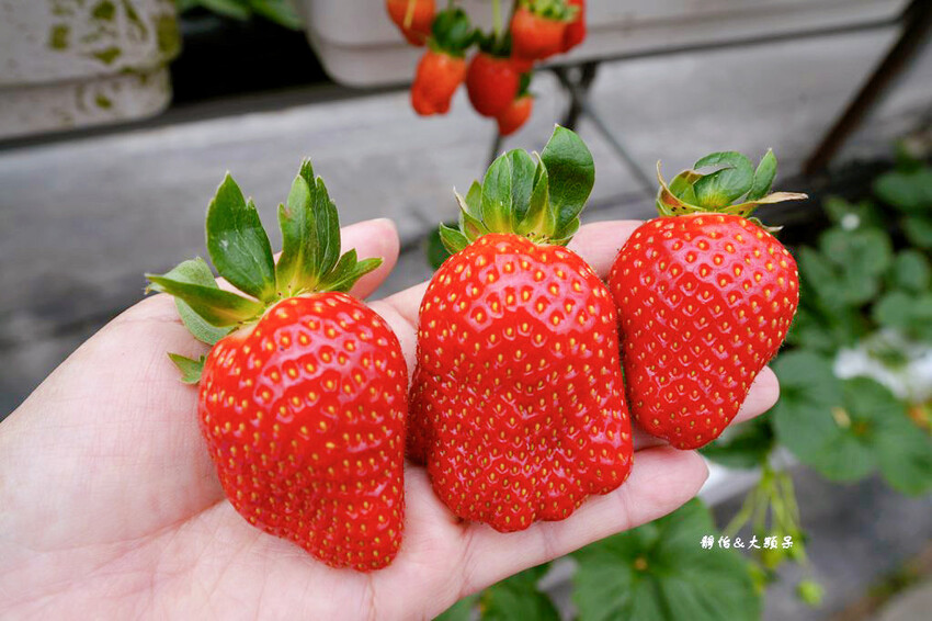 內湖草莓季 ❙ 黃文成草莓園、碧山巖觀景平台與櫻花隧道，內湖