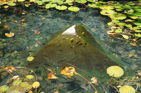 宜蘭縣頭城鎮龜山島賞鯨|龜山島半日遊》賞鯨登島繞島三合一,賞龜山島八景,牛奶海立槳好好玩