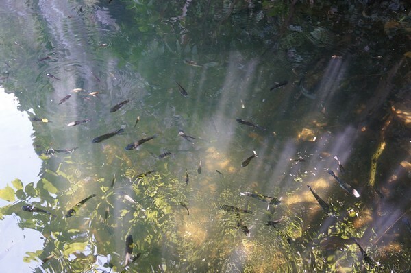 宜蘭縣頭城鎮龜山島賞鯨|龜山島半日遊》賞鯨登島繞島三合一,賞龜山島八景,牛奶海立槳好好玩