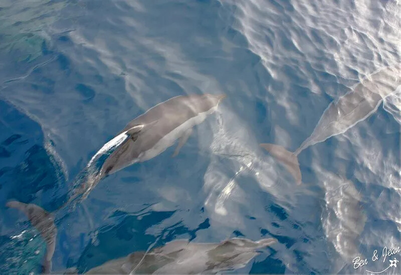 宜蘭縣頭城鎮龜山島賞鯨|龜山島半日遊》賞鯨登島繞島三合一,賞龜山島八景,牛奶海立槳好好玩