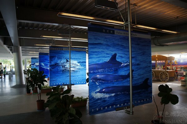 宜蘭縣頭城鎮龜山島賞鯨|龜山島半日遊》賞鯨登島繞島三合一,賞龜山島八景,牛奶海立槳好好玩