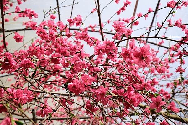 2024年梅峰農場-春之饗宴﹝桃花廊﹞ 2024年梅峰農場-春之饗宴﹝桃花廊﹞