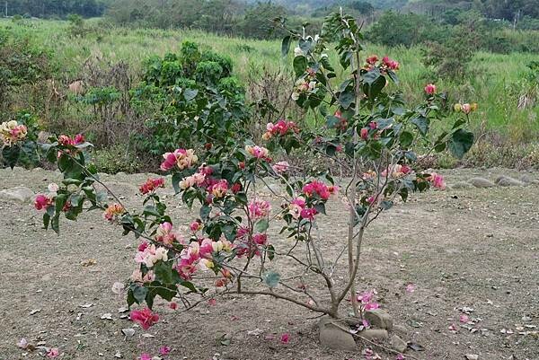 [南投‧鹿谷]清水溝溪麝香木花道