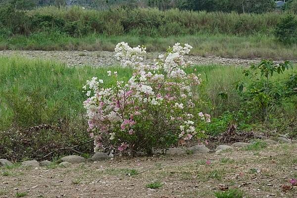 [南投‧鹿谷]清水溝溪麝香木花道
