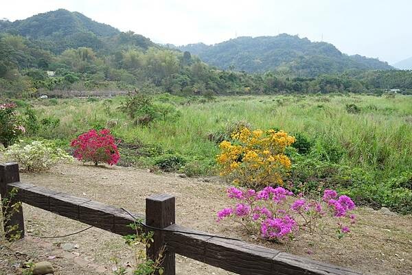 [南投‧鹿谷]清水溝溪麝香木花道