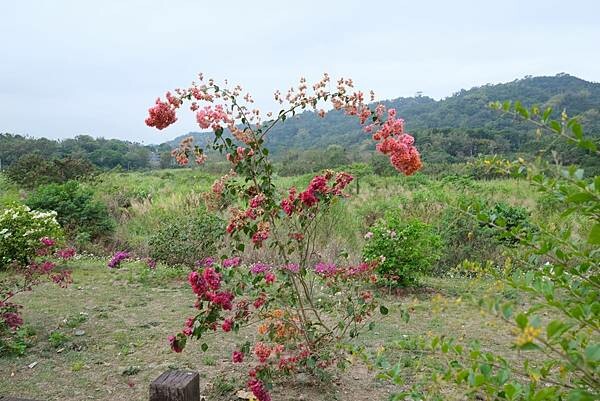 [南投‧鹿谷]清水溝溪麝香木花道