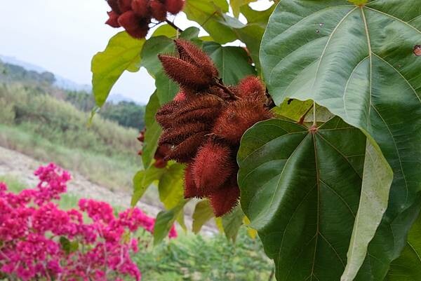 [南投‧鹿谷]清水溝溪麝香木花道