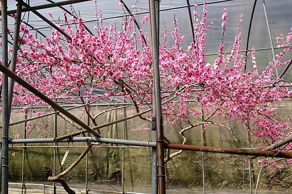 2024年梅峰農場-春之饗宴﹝桃花廊﹞ 2024年梅峰農場-春之饗宴﹝桃花廊﹞