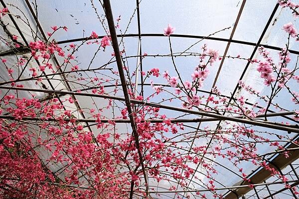 2024年梅峰農場-春之饗宴﹝桃花廊﹞ 2024年梅峰農場-春之饗宴﹝桃花廊﹞