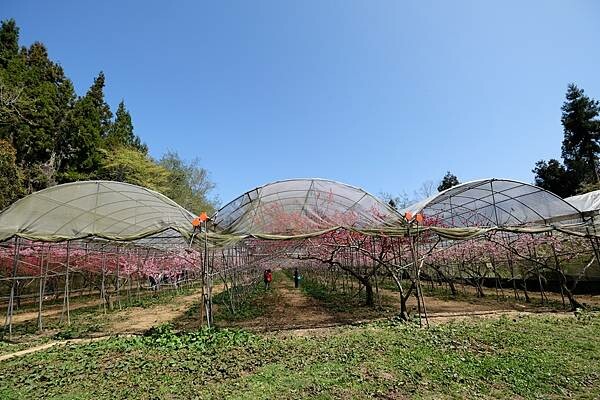 2024年梅峰農場-春之饗宴﹝桃花廊﹞ 2024年梅峰農場-春之饗宴﹝桃花廊﹞