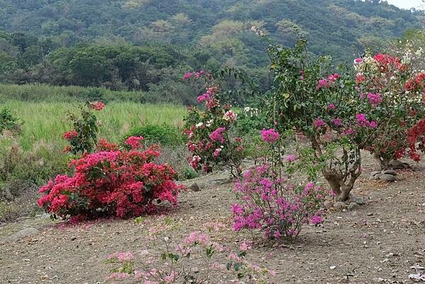 [南投‧鹿谷]清水溝溪麝香木花道