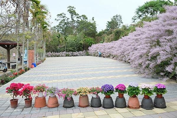 [南投‧鹿谷]清水溝溪麝香木花道