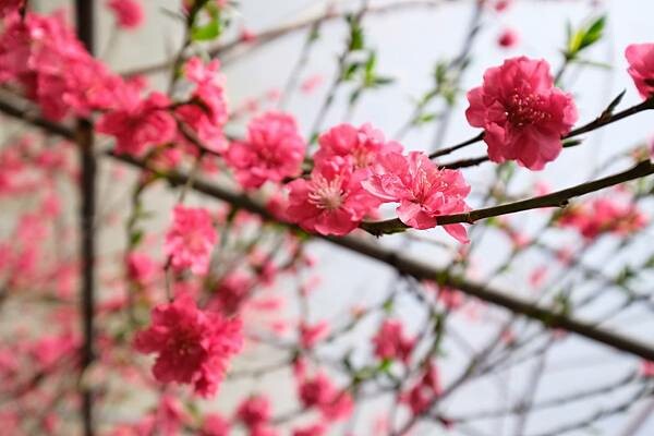 2024年梅峰農場-春之饗宴﹝桃花廊﹞ 2024年梅峰農場-春之饗宴﹝桃花廊﹞