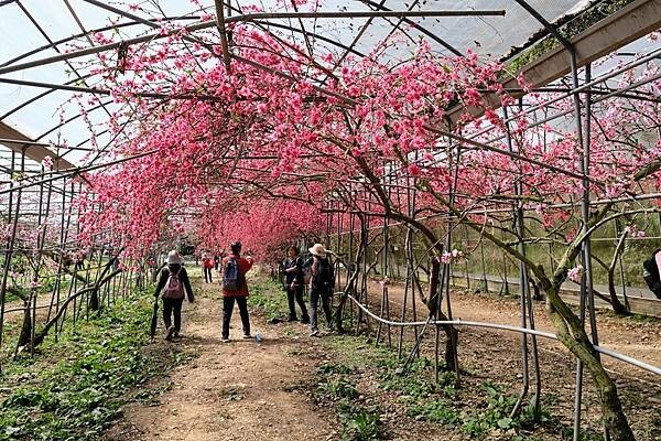 2024年梅峰農場-春之饗宴﹝桃花廊﹞ 2024年梅峰農場-春之饗宴﹝桃花廊﹞