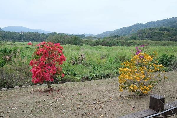 [南投‧鹿谷]清水溝溪麝香木花道