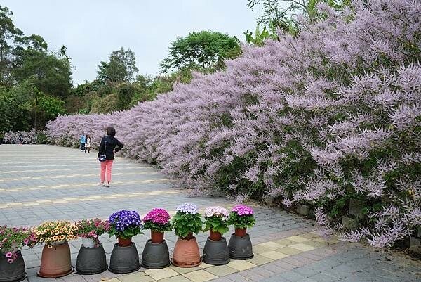 [南投‧鹿谷]清水溝溪麝香木花道