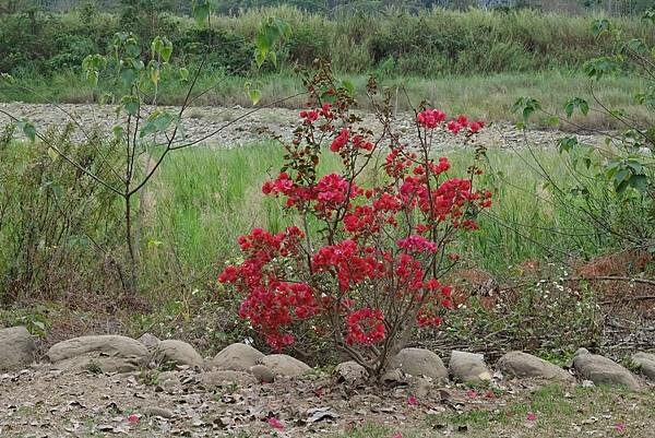 [南投‧鹿谷]清水溝溪麝香木花道
