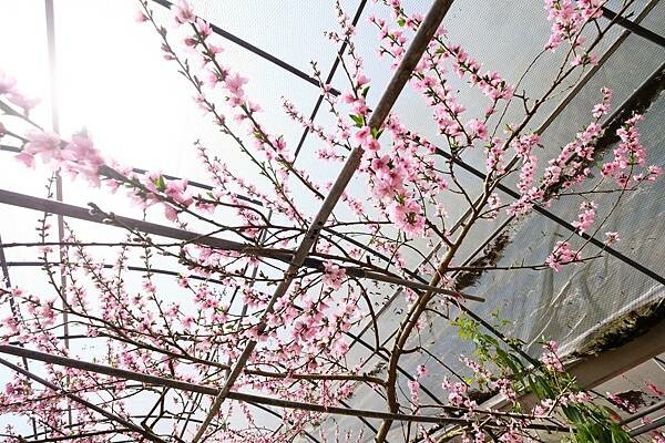 2024年梅峰農場-春之饗宴﹝桃花廊﹞ 2024年梅峰農場-春之饗宴﹝桃花廊﹞