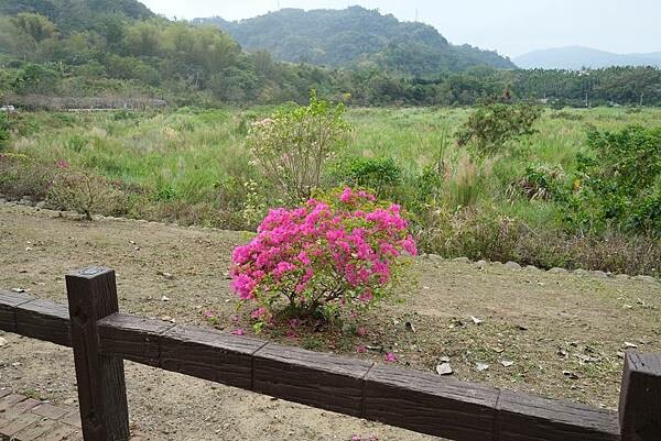 [南投‧鹿谷]清水溝溪麝香木花道