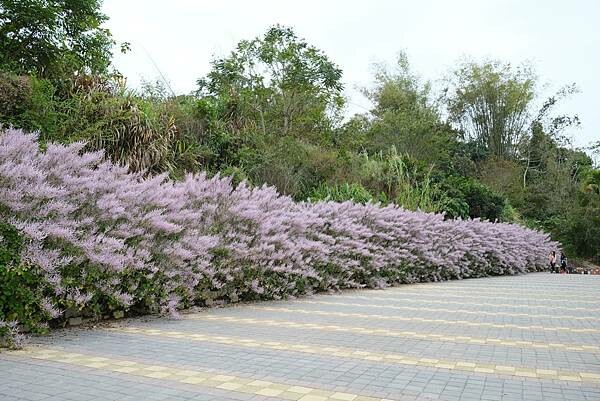[南投‧鹿谷]清水溝溪麝香木花道