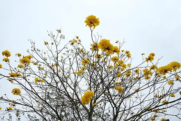 [南投‧鹿谷]清水溝溪麝香木花道