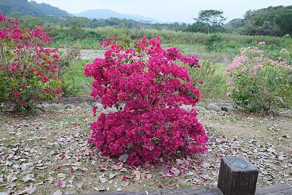 [南投‧鹿谷]清水溝溪麝香木花道