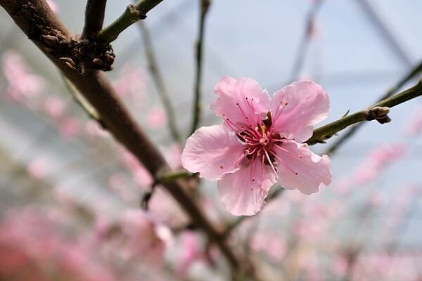 2024年梅峰農場-春之饗宴﹝桃花廊﹞ 2024年梅峰農場-春之饗宴﹝桃花廊﹞