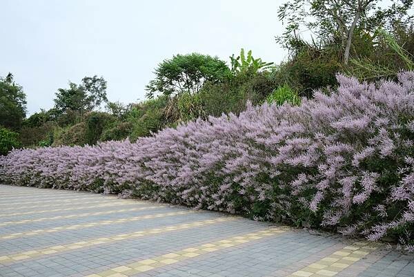 [南投‧鹿谷]清水溝溪麝香木花道