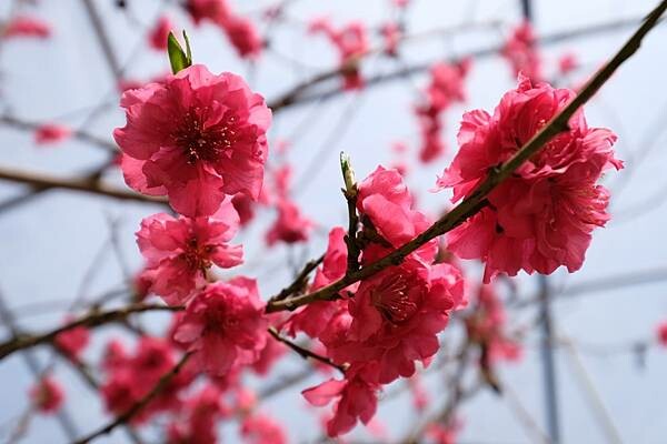 2024年梅峰農場-春之饗宴﹝桃花廊﹞ 2024年梅峰農場-春之饗宴﹝桃花廊﹞