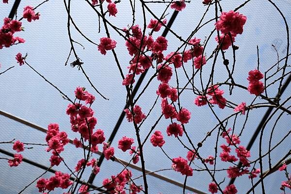 2024年梅峰農場-春之饗宴﹝桃花廊﹞ 2024年梅峰農場-春之饗宴﹝桃花廊﹞