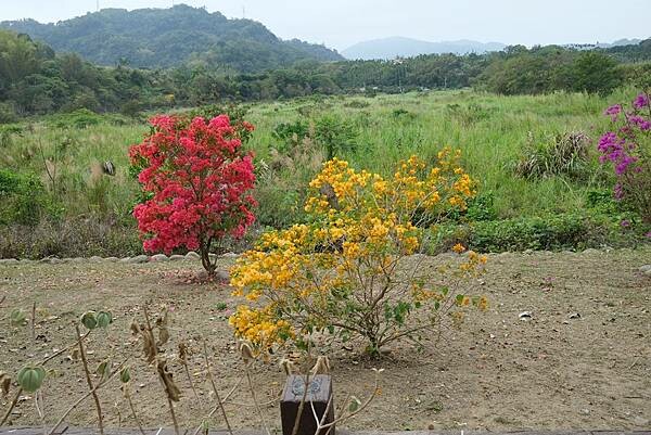 [南投‧鹿谷]清水溝溪麝香木花道
