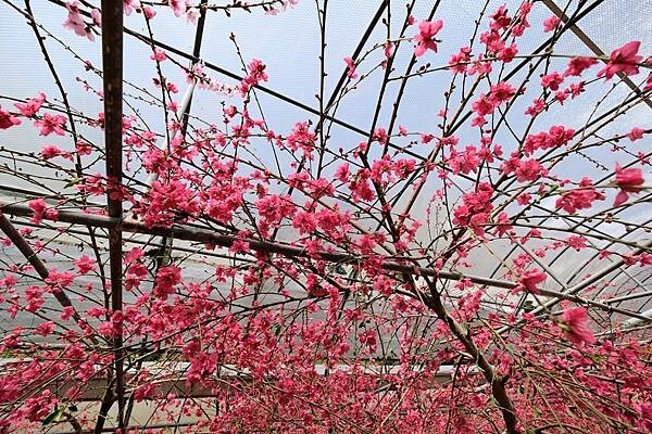 2024年梅峰農場-春之饗宴﹝桃花廊﹞ 2024年梅峰農場-春之饗宴﹝桃花廊﹞