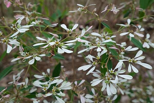 [南投‧鹿谷]清水溝溪麝香木花道