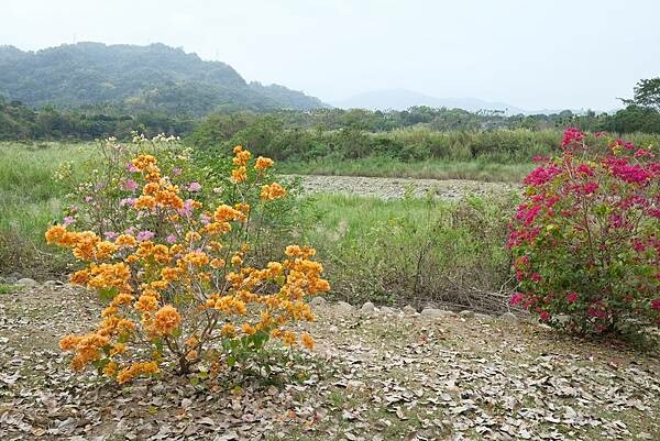 [南投‧鹿谷]清水溝溪麝香木花道