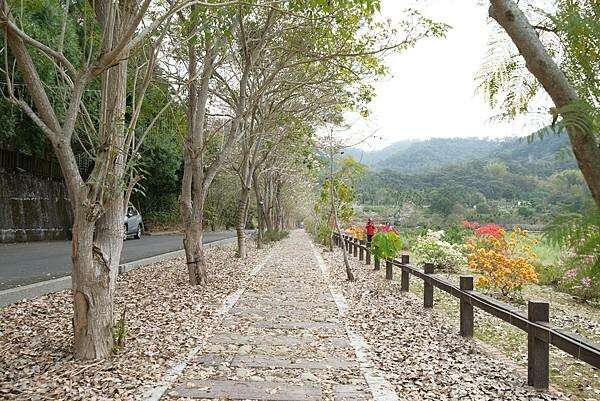 [南投‧鹿谷]清水溝溪麝香木花道