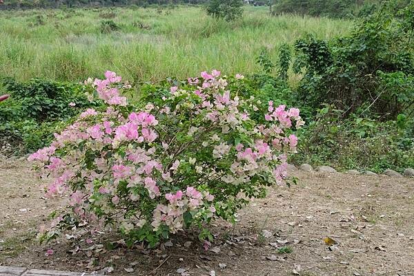 [南投‧鹿谷]清水溝溪麝香木花道